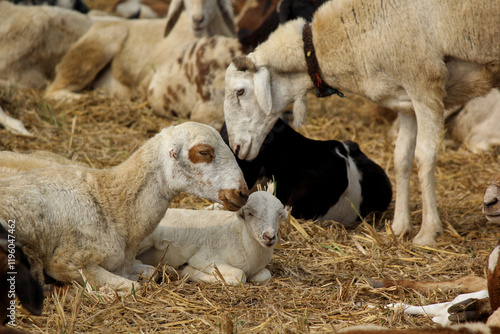 goats on road beside farm land photo