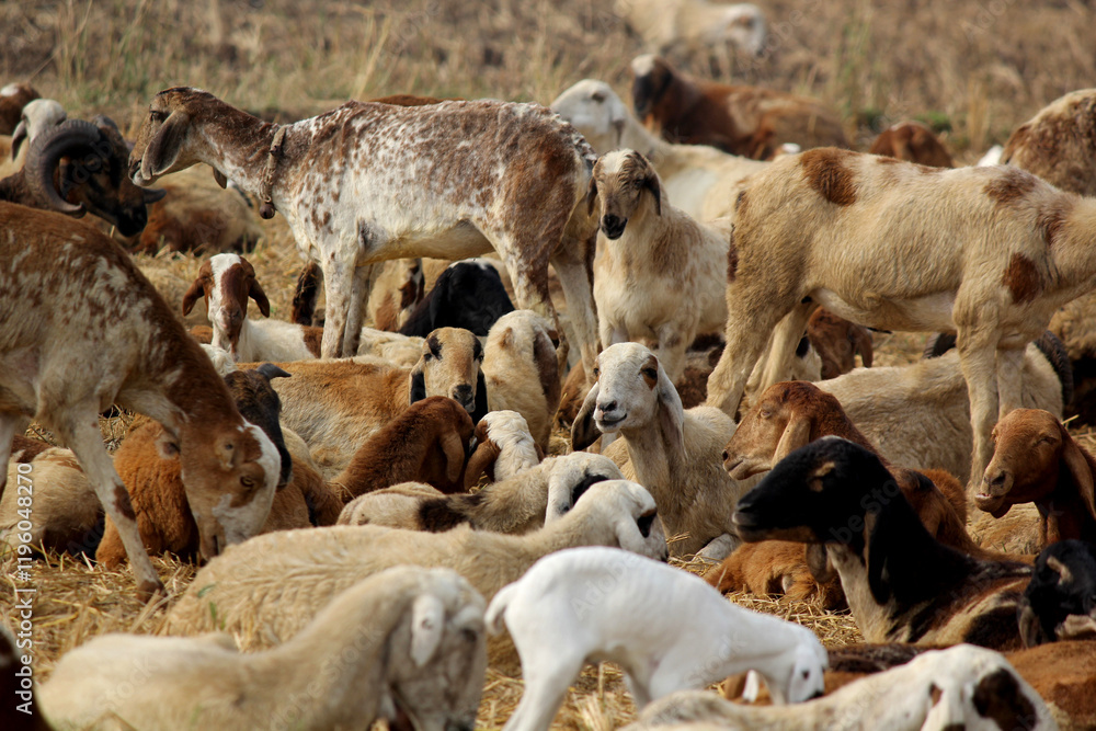 goats on road beside farm land goats on road beside farm land