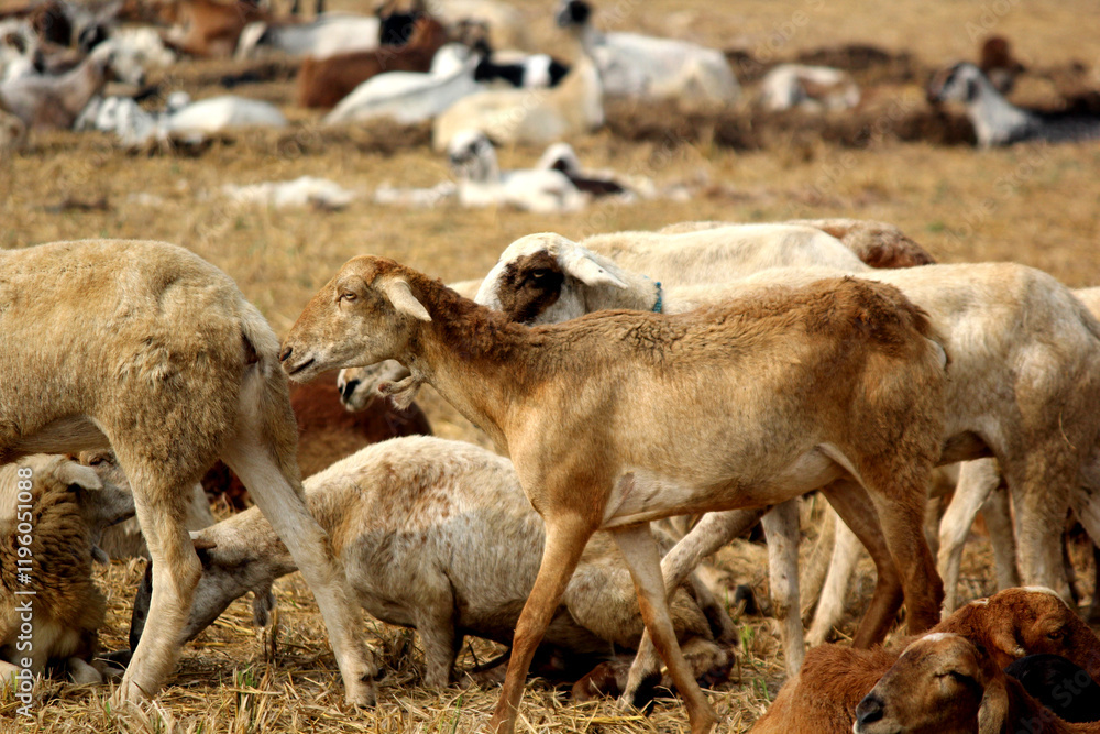 goats on road beside farm land goats on road beside farm land