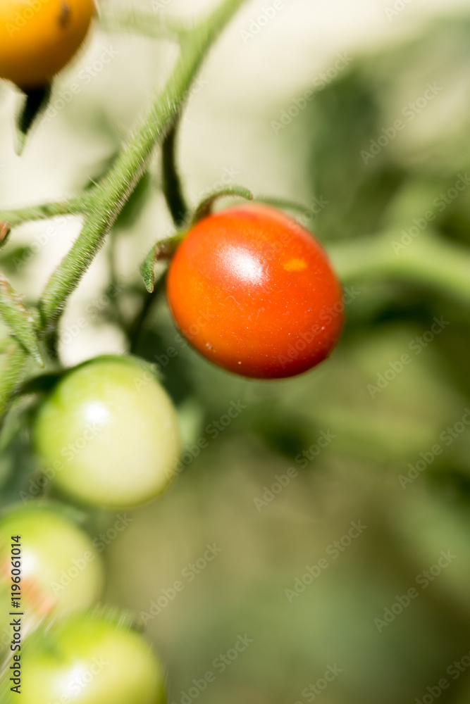 Ripe red cherry tomato on vine with green unripe tomatoes. Close-up, fresh, organic. Ripe red cherry tomato on vine with green unripe tomatoes. Close-up, fresh, organic.