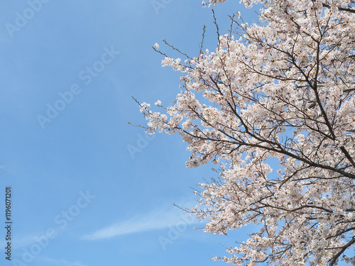 青空をバックに咲き誇る日本の桜