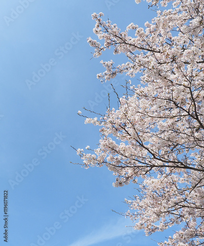 青空をバックに咲き誇る日本の桜