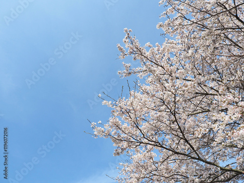 青空をバックに咲き誇る日本の桜