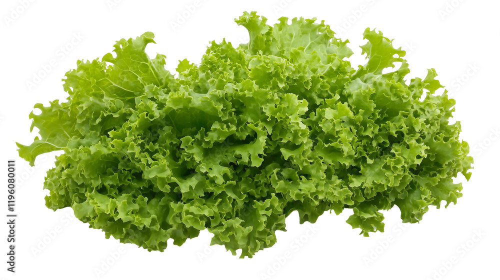 Romaine lettuce fresh green isolated on transparent background Romaine lettuce fresh green isolated on transparent background