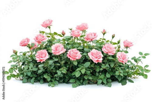 Fototapeta Naklejka Na Ścianę i Meble -  Real pink rose bushes roses flower leaves.