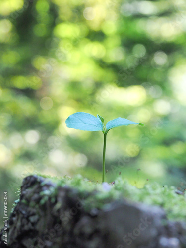 爽やかなグリーンバックに真っすぐ伸びる新芽の写真