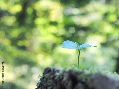 爽やかなグリーンバックに真っすぐ伸びる新芽の写真