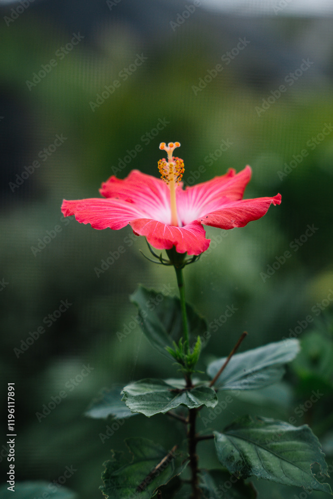 Tropical hibiscus flower pink and red closeup Tropical hibiscus flower pink and red closeup