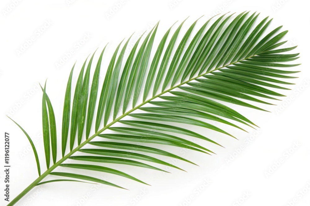 Obraz premium palm leaf isolated on white