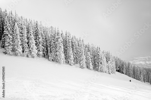 Black and white photo of steamboat ski area with many snow covered pine trees