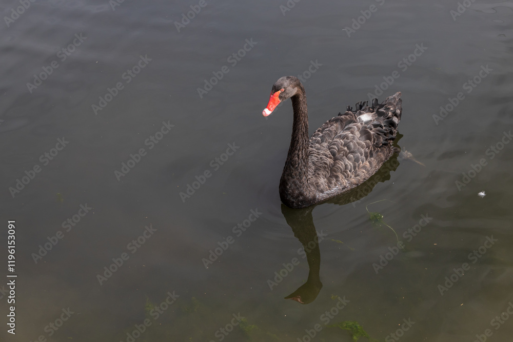 Fototapeta premium Black swan swimming on a lake