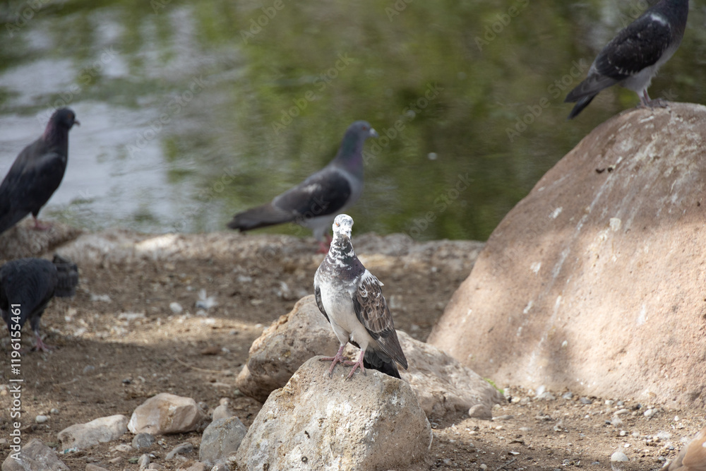 Obraz premium Pigeons resting on a rock