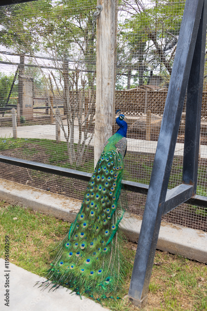 Obraz premium Peacock, male peafowl at the zoo