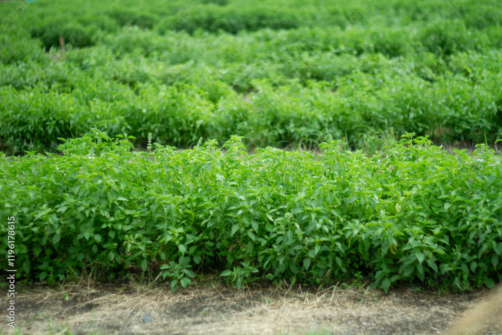 Photo of basil plants in the garden. Photo of basil plants in the garden.