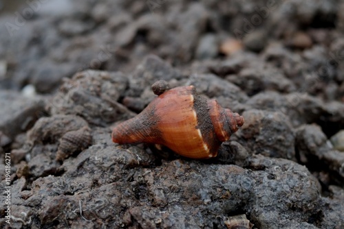 A close-up shot of a seashell lying on a sandy or muddy surface Juhu Chowpatty Beach Mumbai photo