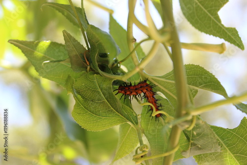 Vibrant caterpillar on green leaves