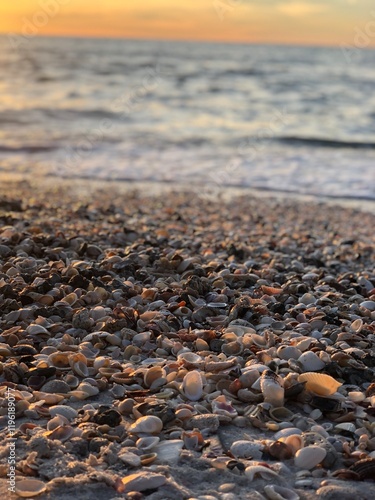 Scenic shells on a sunset beach