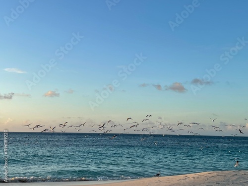 Serene coastal sunset with seabirds