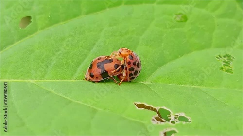 mating ladybird on a leaf