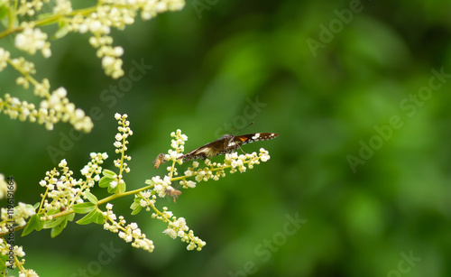 Photo of Common eggfly butterfly on longan flowers. photo