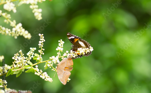 Photo of Common eggfly butterfly on longan flowers. photo