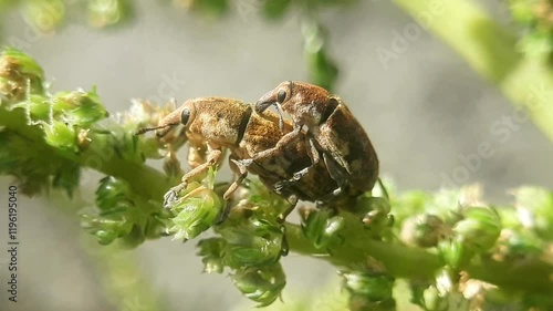 mating bug on the branch