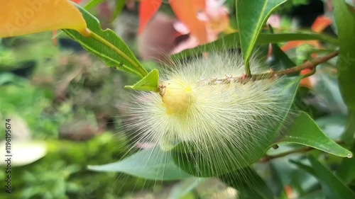yellow caterpillar eating leaves