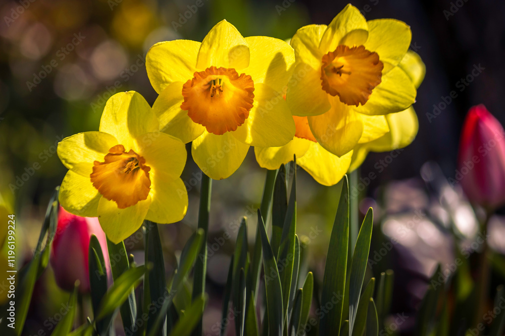 Beautiful yellow daffodils blooming in a garden in the morning light , beautiful soft bokeh, spring garden Beautiful yellow daffodils blooming in a garden in the morning light , beautiful soft bokeh, spring garden