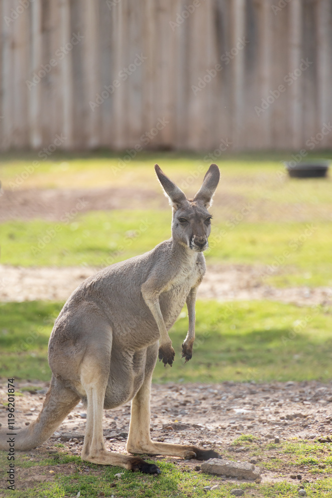 Kangaroo in the zoo Kangaroo in the zoo