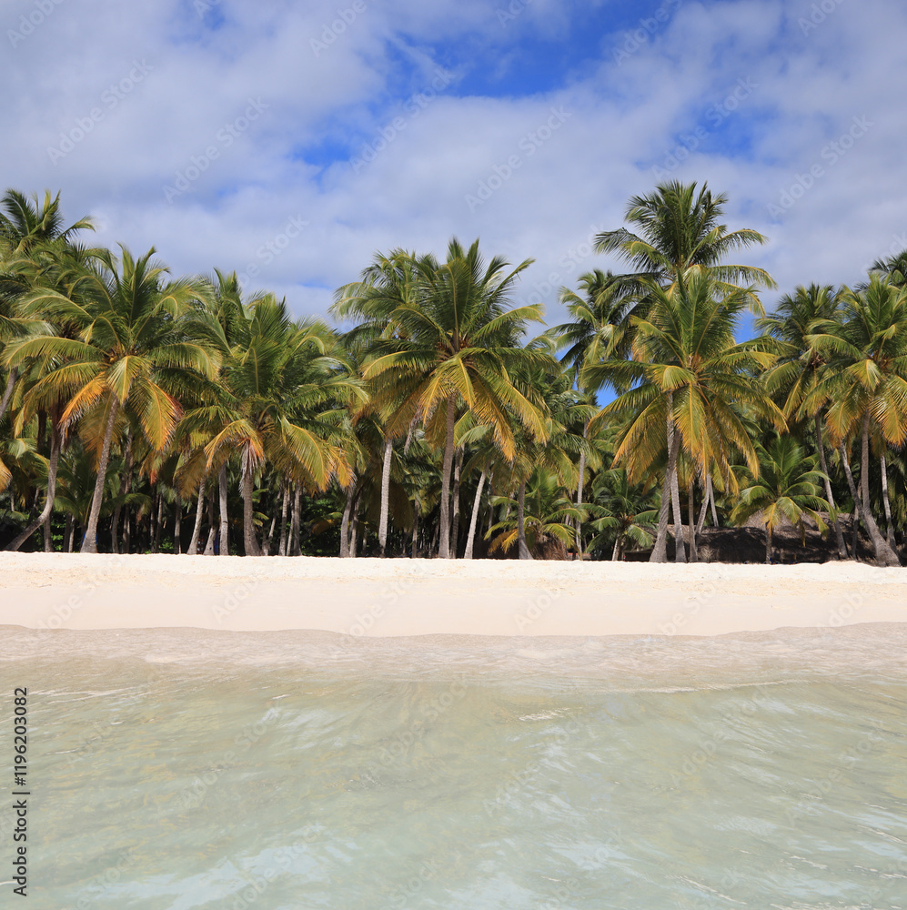 Obraz premium Beautiful costal landscape on Saona Island with green water on the foreground, Dominican Republic