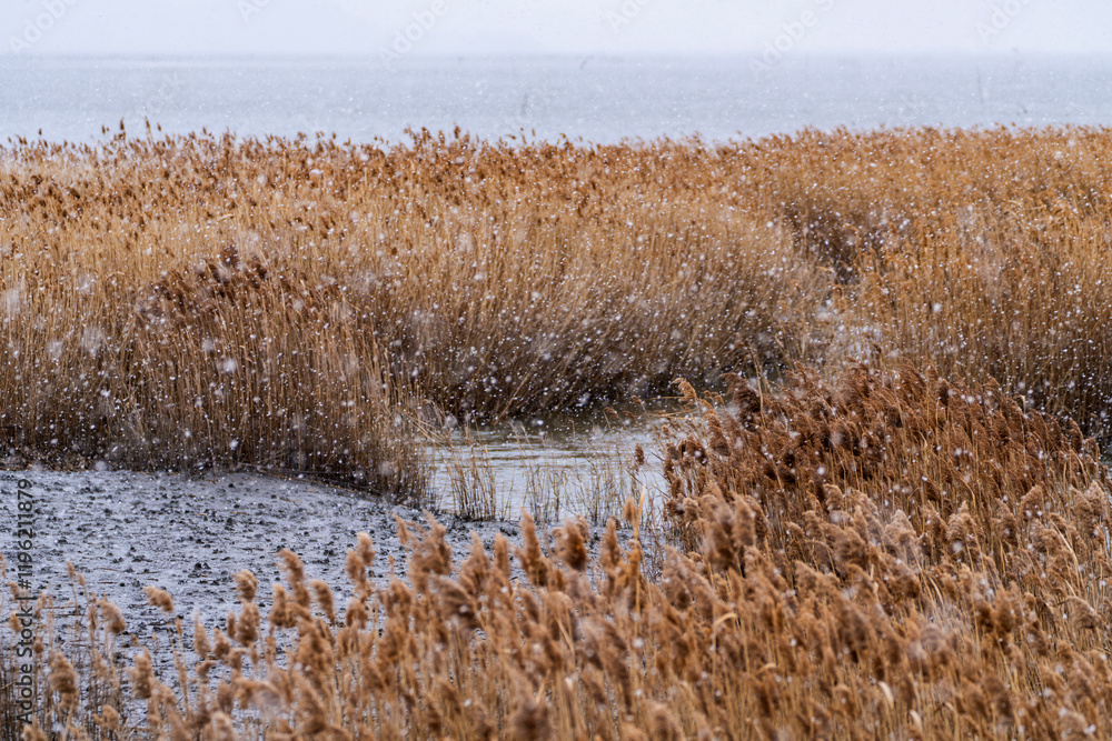 dried reeds at the seaside on a snowy day