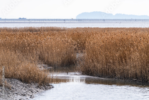 dried reeds at the seaside on a snowy day photo