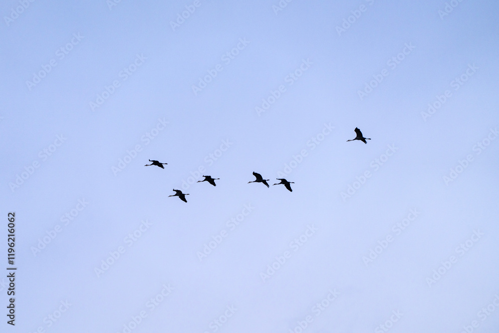 flock of black cranes flying in the cloudy sky flock of black cranes flying in the cloudy sky