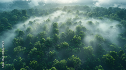 Wallpaper Mural Misty Forest Aerial View at Sunrise Torontodigital.ca