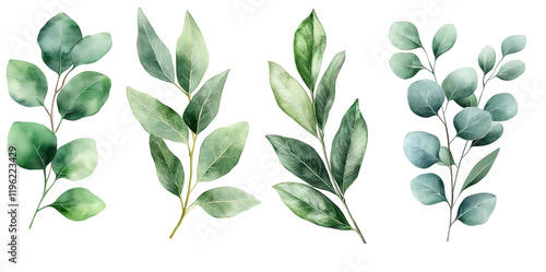 Eucalyptus and olive branches in watercolor illustration for greetings, wallpapers, and fashion designs
