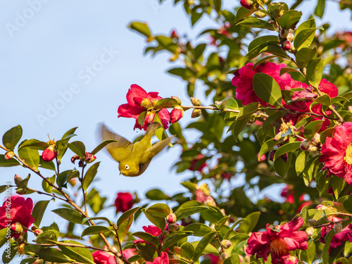 Wallpaper Mural 山茶花から飛び立つメジロ Torontodigital.ca