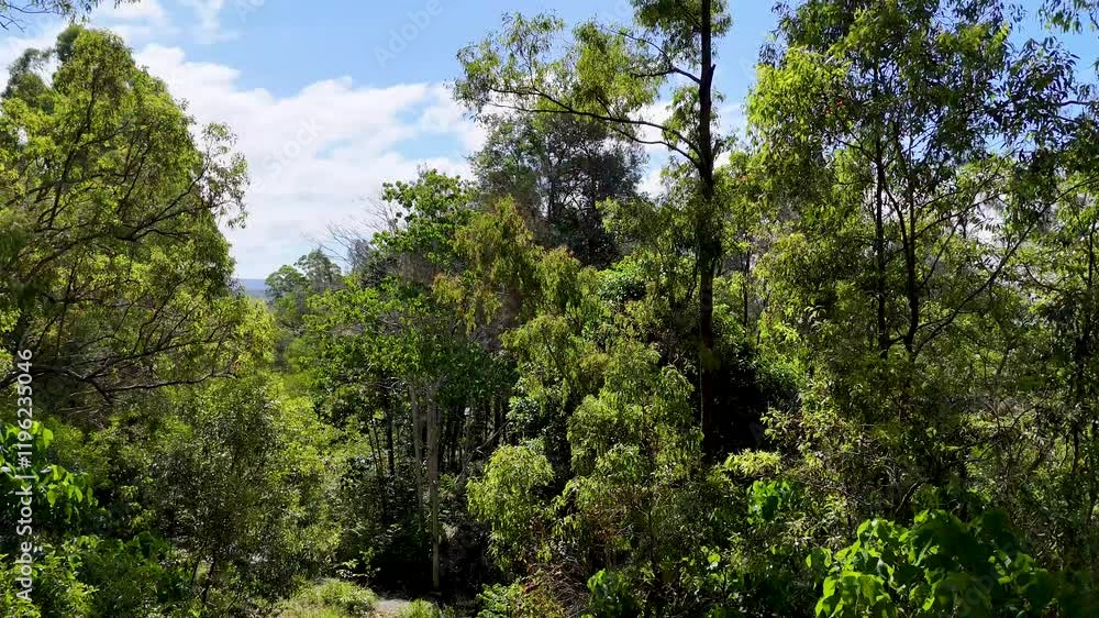 Drone View of Gold Coast Forest Drone View of Gold Coast Forest