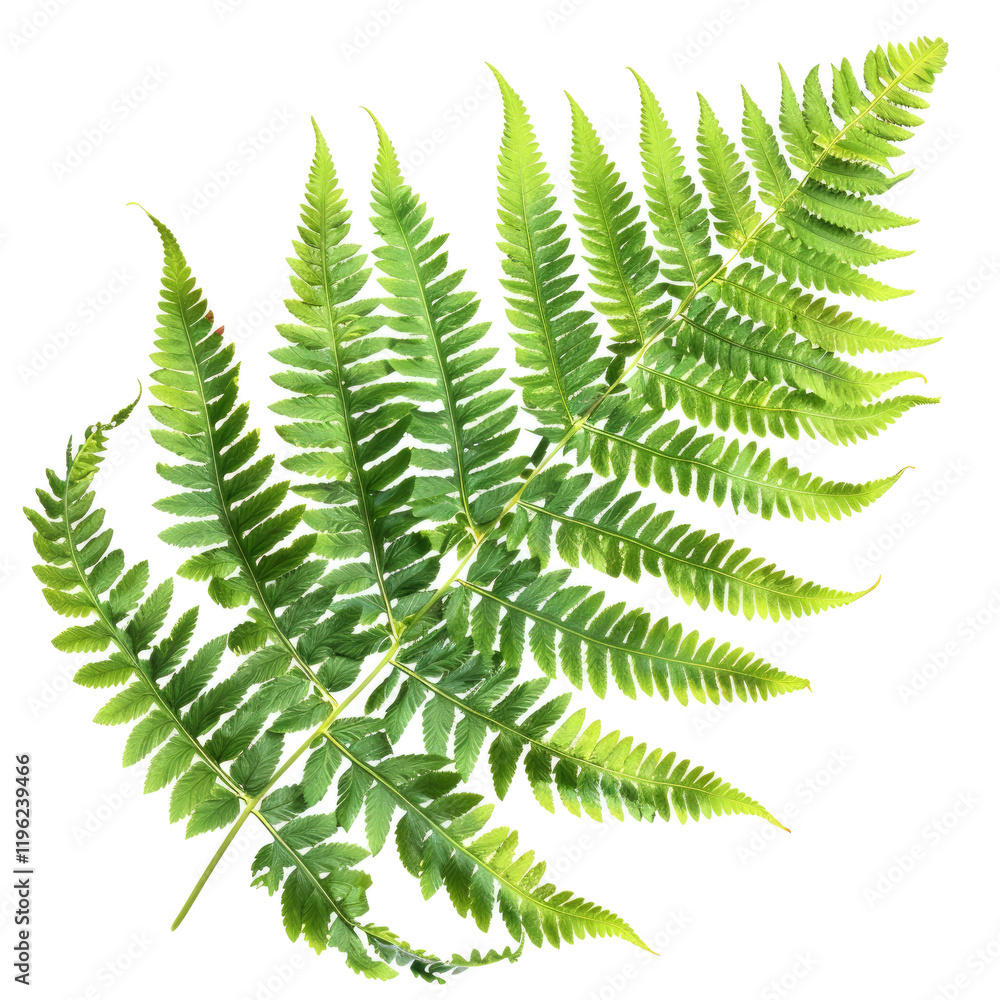 fern leaves isolated on white or transparent background
fern leaves isolated on white or transparent background