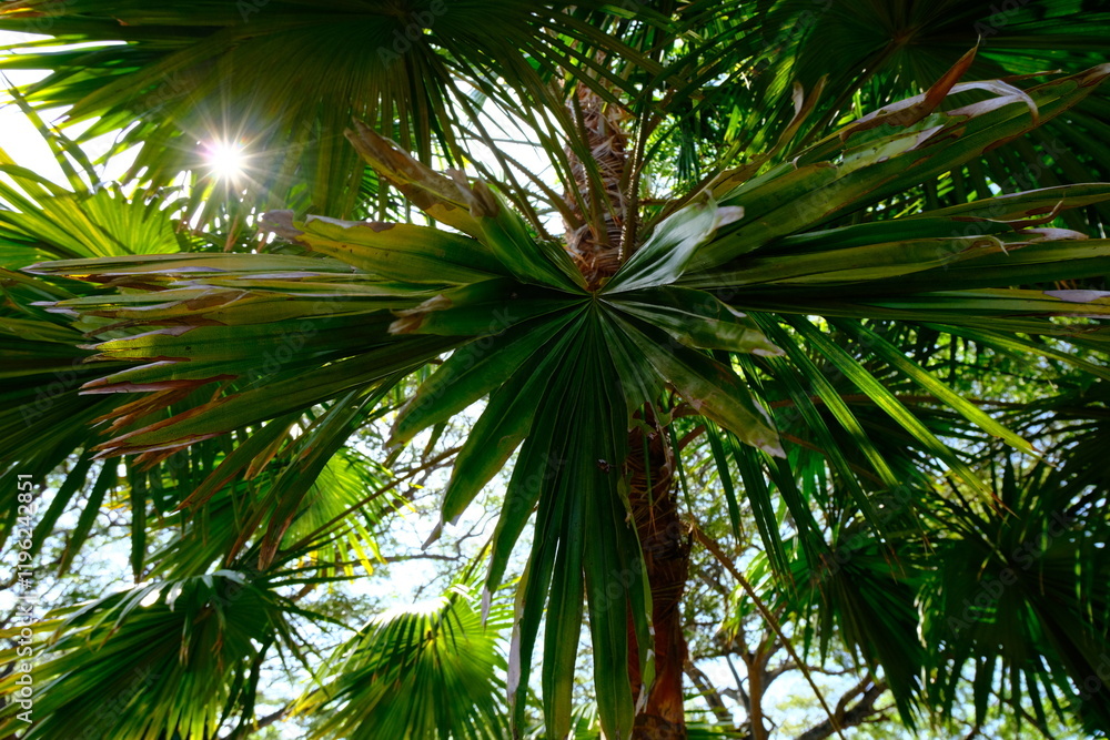 Obraz premium Sunlight Filtering Through Lush Green Palm Leaves in a Tropical Forest
