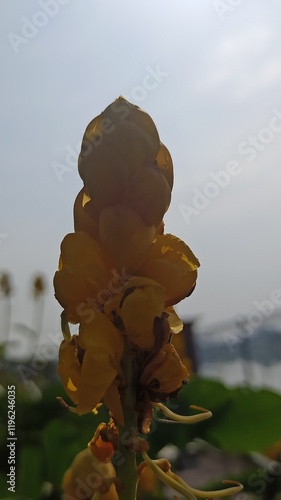 Senna alata in the garden photo