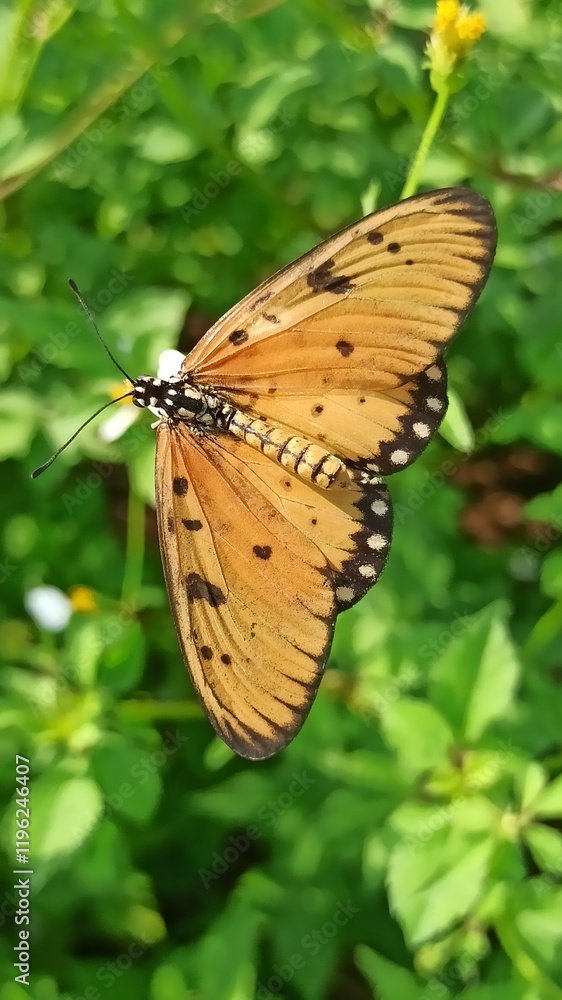 Fototapeta premium butterfly in the garden