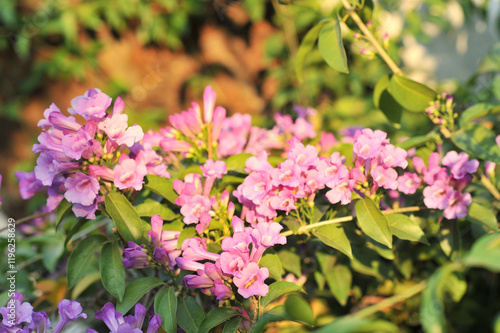 Garlic vine violet flower selective focus point