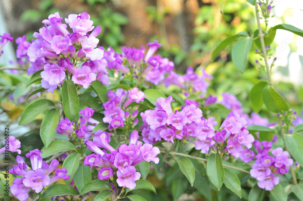 Obraz premium Garlic vine violet flower selective focus point