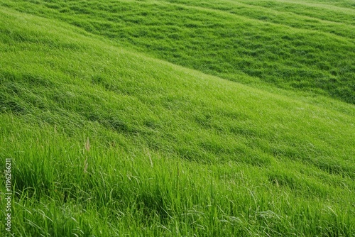 Wallpaper Mural Rolling green hillside pasture, breezy day, nature background, website banner Torontodigital.ca