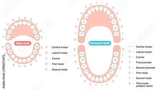 A set explaining the dental arches of permanent and baby teeth, along with their respective names.