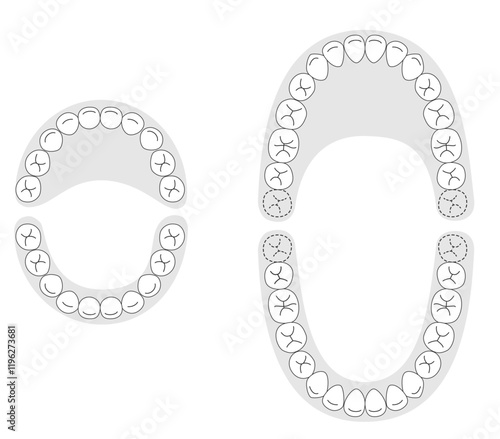 Black and white, A set explaining the dental arches of permanent and baby teeth, along with their respective names.