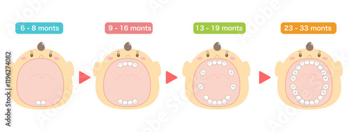 Baby teeth eruption order and baby with its mouth wide open.