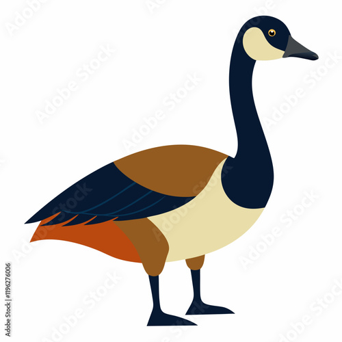vector illustration of a canada goose