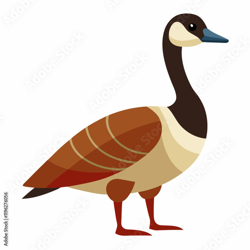 vector illustration of a canada goose
