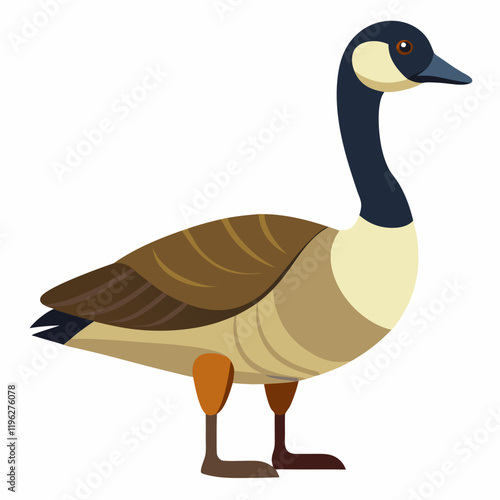 vector illustration of a canada goose
